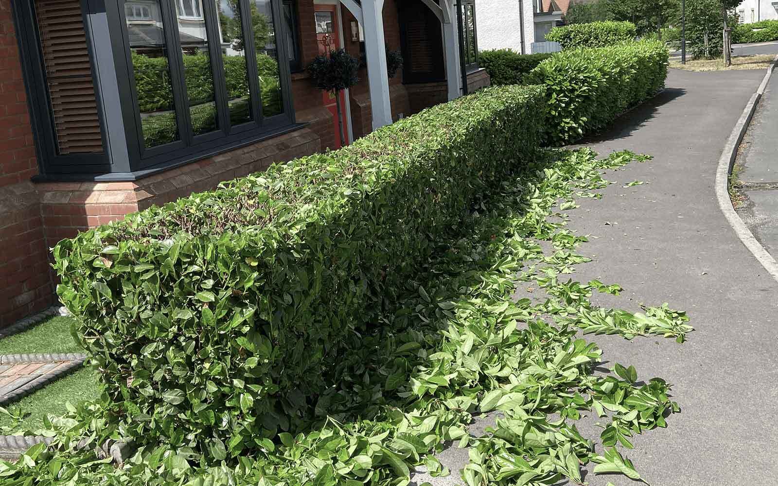 White Rose Tree Surgery Work