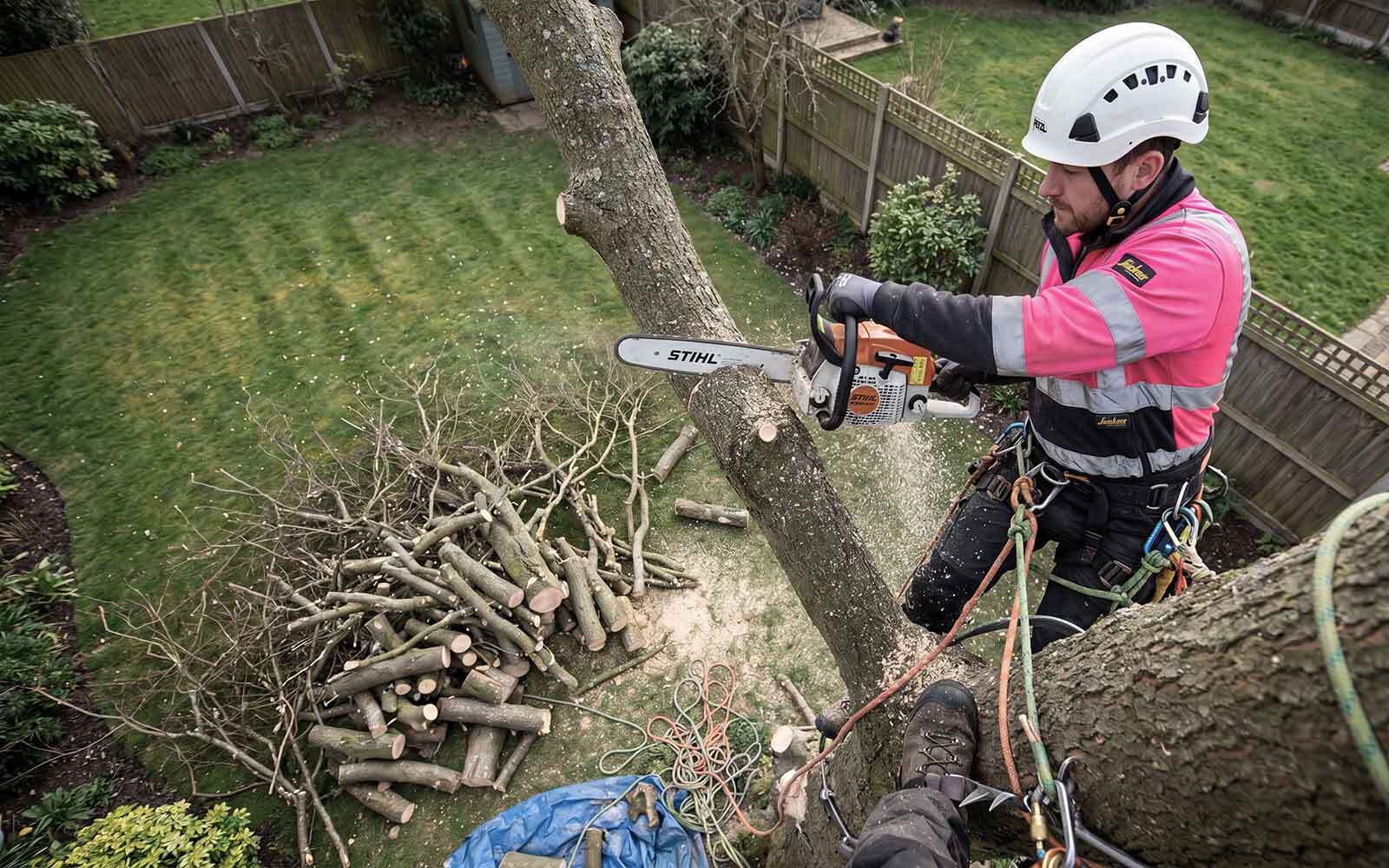 White Rose Tree Surgery Work